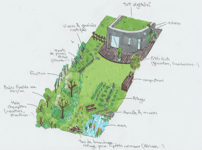 Exemple d’aménagement d’un jardin favorisant la biodiversité. Dessin d’un jardin écologique : toiture végétalisée, nichoirs, haie champêtre (noisetiers, prunelliers, etc), murets de pierres sèches (lézards...), composteurs, mare, vivaces et graminées rustiques, fruitiers, prairie fauchée une fois par an, tas de branchages, refuges pour petits animaux (hérisson, etc), rocaille et mousses, potager, petits fruits (groseillers, framboisiers, etc)